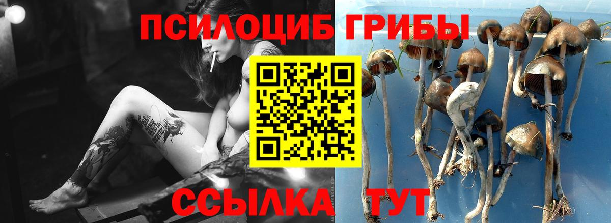 Мценск  Псилоцибиновые грибы Psilocybine cubensis  Вход с VPN 